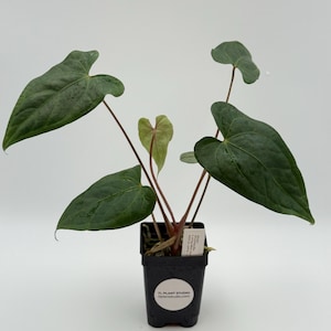 Anthurium magnificum x nigrolaminum #2936 Exact Plant | Rare Exotic Plants | Details in Description
