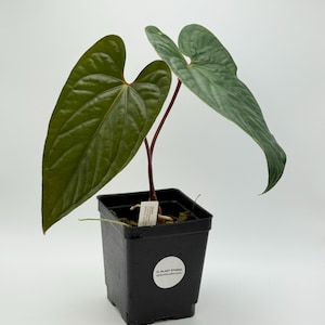Anthurium luxurians x nigrolaminum #2906 Exact Plant | Rare Exotic Plants | Details in Description