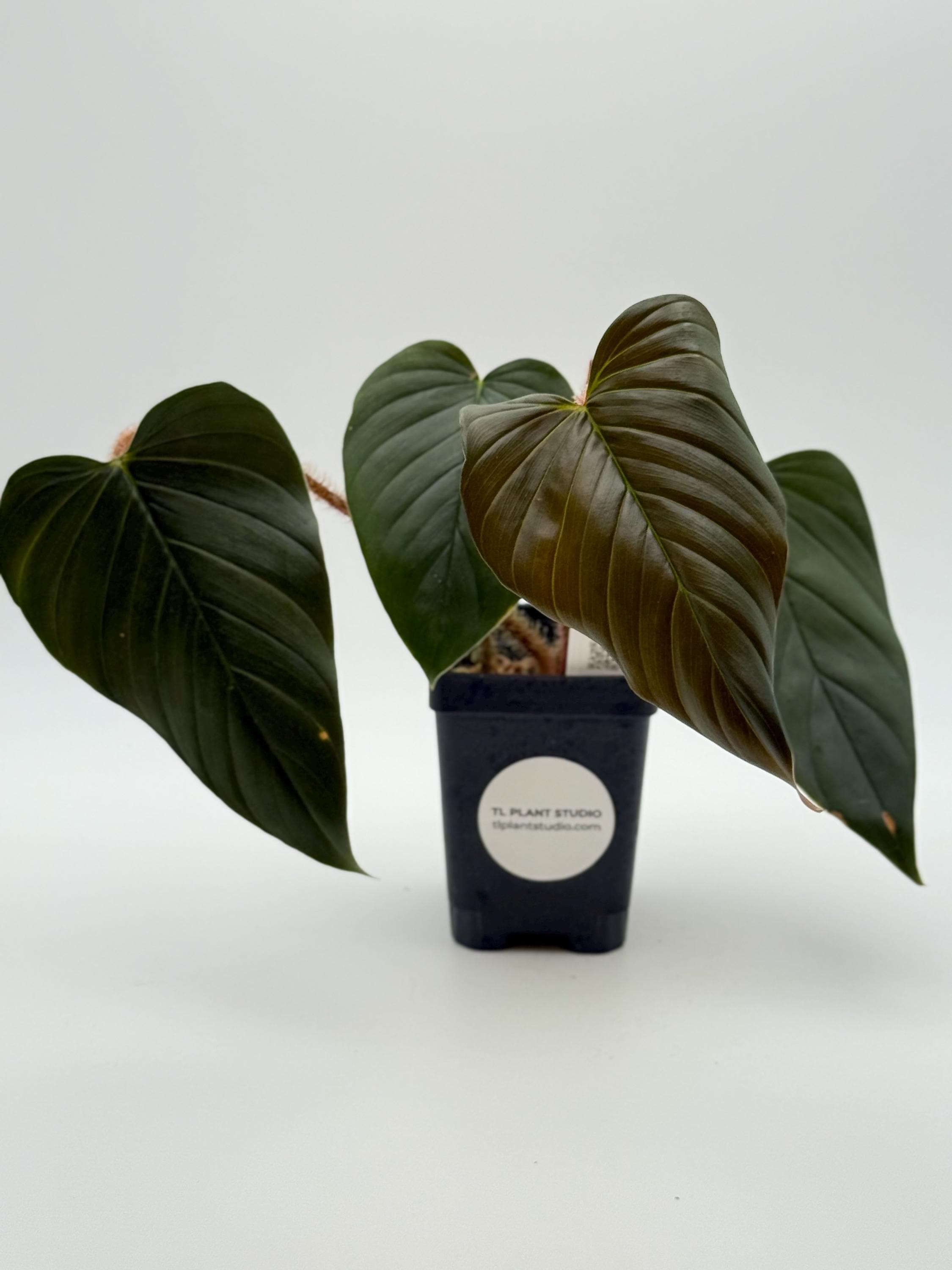 Philodendron Squamicaule Blood #3132 Exact Plant | Rare
