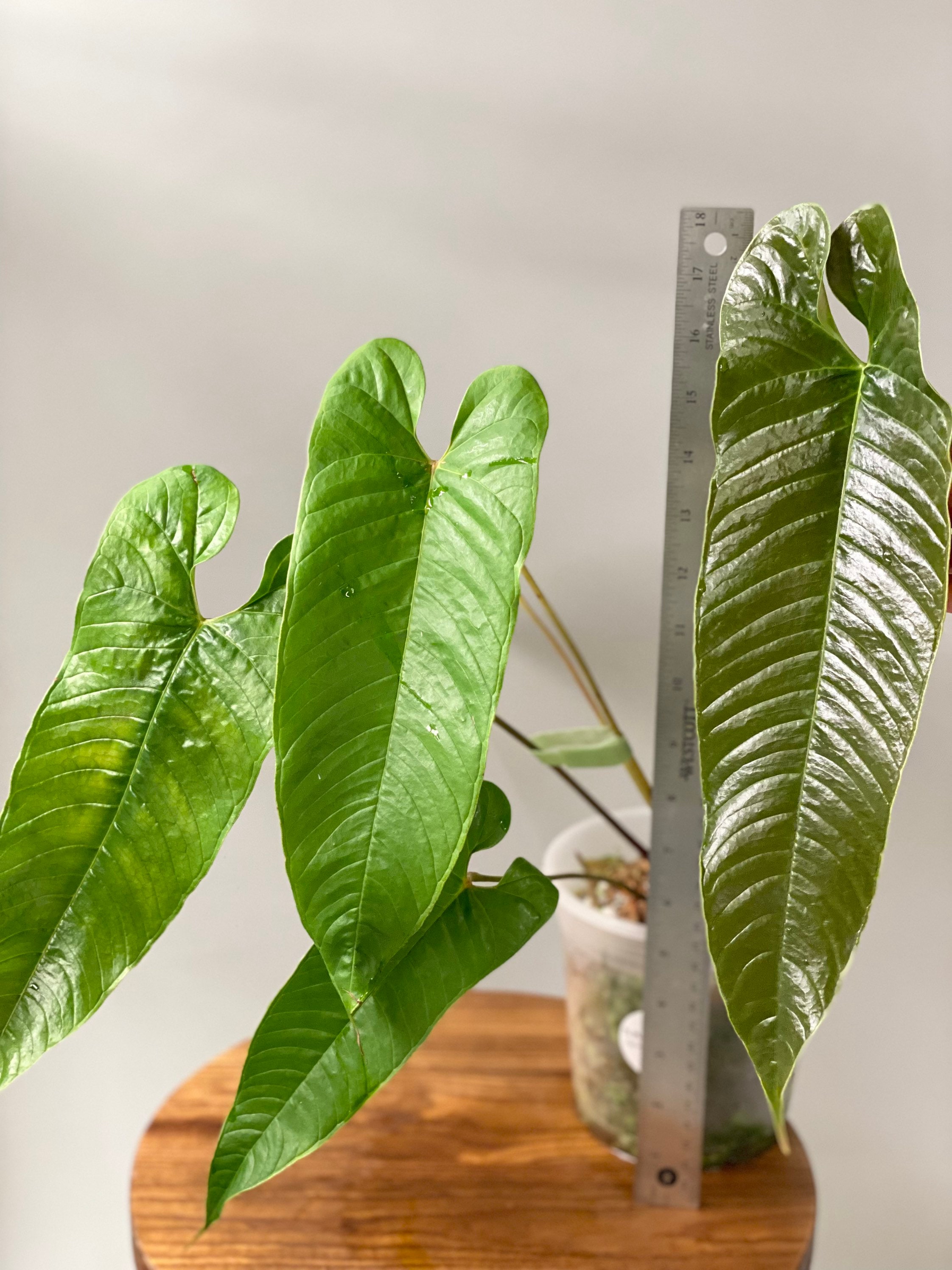 Large Anthurium Tremulum #8 Fully Rooted in 6 Pot With Free Heat Pack- Pls  Read Description - Etsy