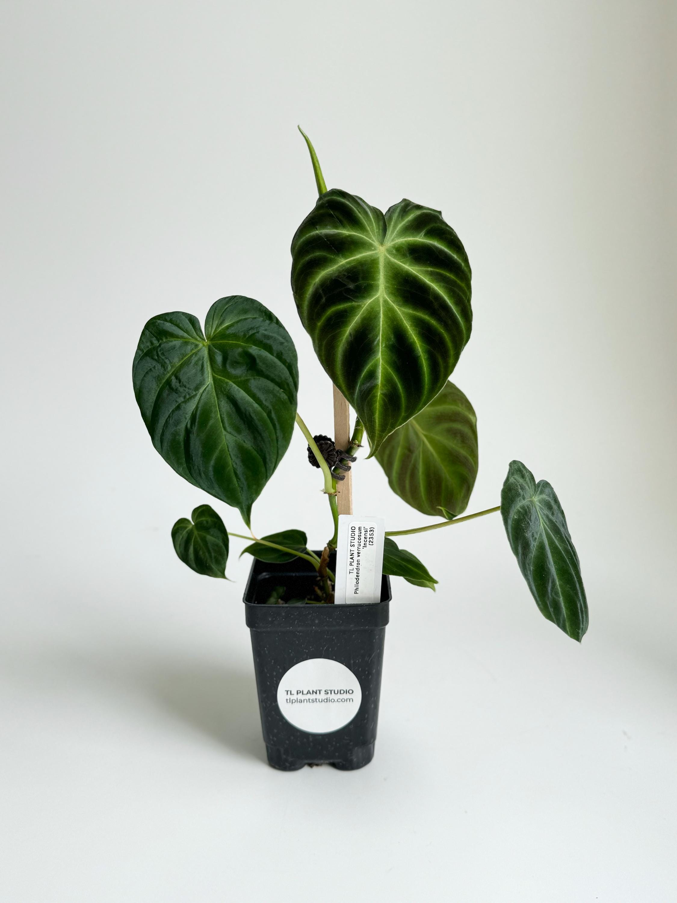 Philodendron Verrucosum Incensi #2353 | Rare Exotic Plants | Free UPS 3day  Select | Fast Processing Time | Pls Read Description - Etsy
