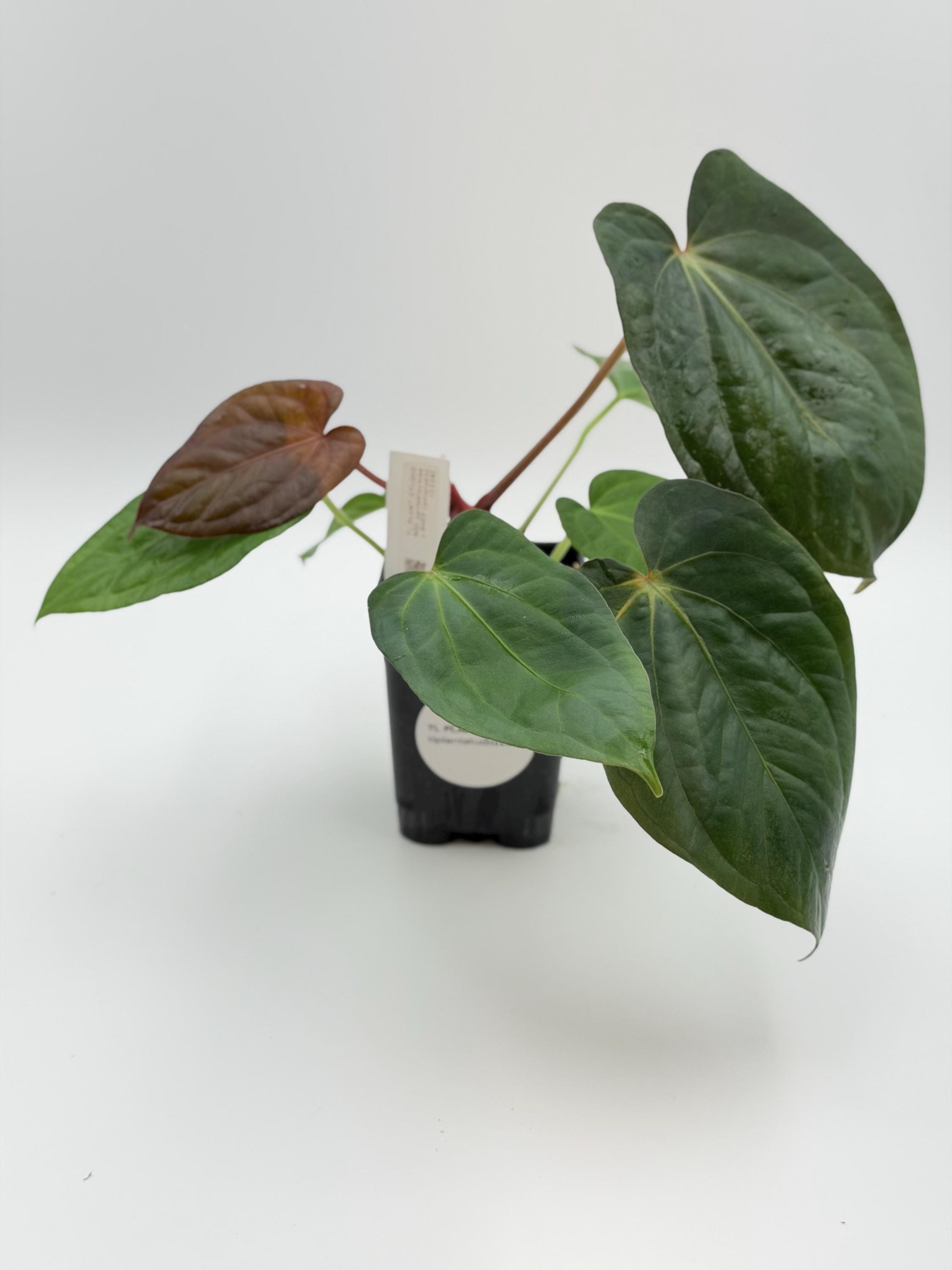 Anthurium Carlablackiae NSE X Antolakii #3236 Exact Plant | Rare Exotic  Plants | Details in Description - Etsy