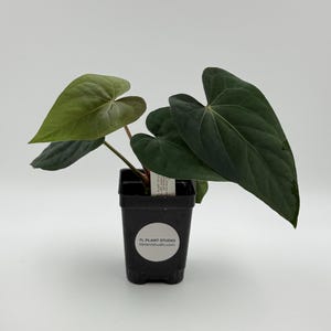 Anthurium dressleri RG x carlablackiae) x sp Huanuco Velvet #2997 Exact Plant | Rare Exotic Plants | Details in Description