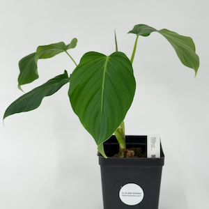 Philodendron alatiundulatum wavy petioles #3170 Exact Plant | Rare Exotic Plants | Free Shipping | Pls read description