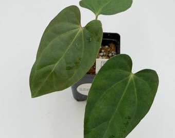 Anthurium antolakii (BVEP) x Ace of Spades DF #3379 Exact Plant | Rare Exotic Plants | Details in Description