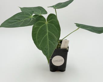 Anthurium Croatii 'corrugado' #3082 Exact Plant | Rare Exotic Tropical  Plants | Free Shipping | Pls Read Description - Etsy