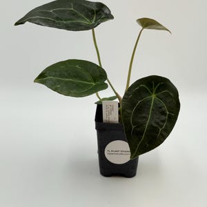 Anthurium forgetii DF x besseae aff #2832 Exact Plant | Rare Exotic Tropical Plants | Free Shipping | Pls read description