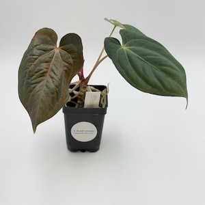 Anthurium Carlablackiae NSE X Antolakii #3236 Exact Plant | Rare