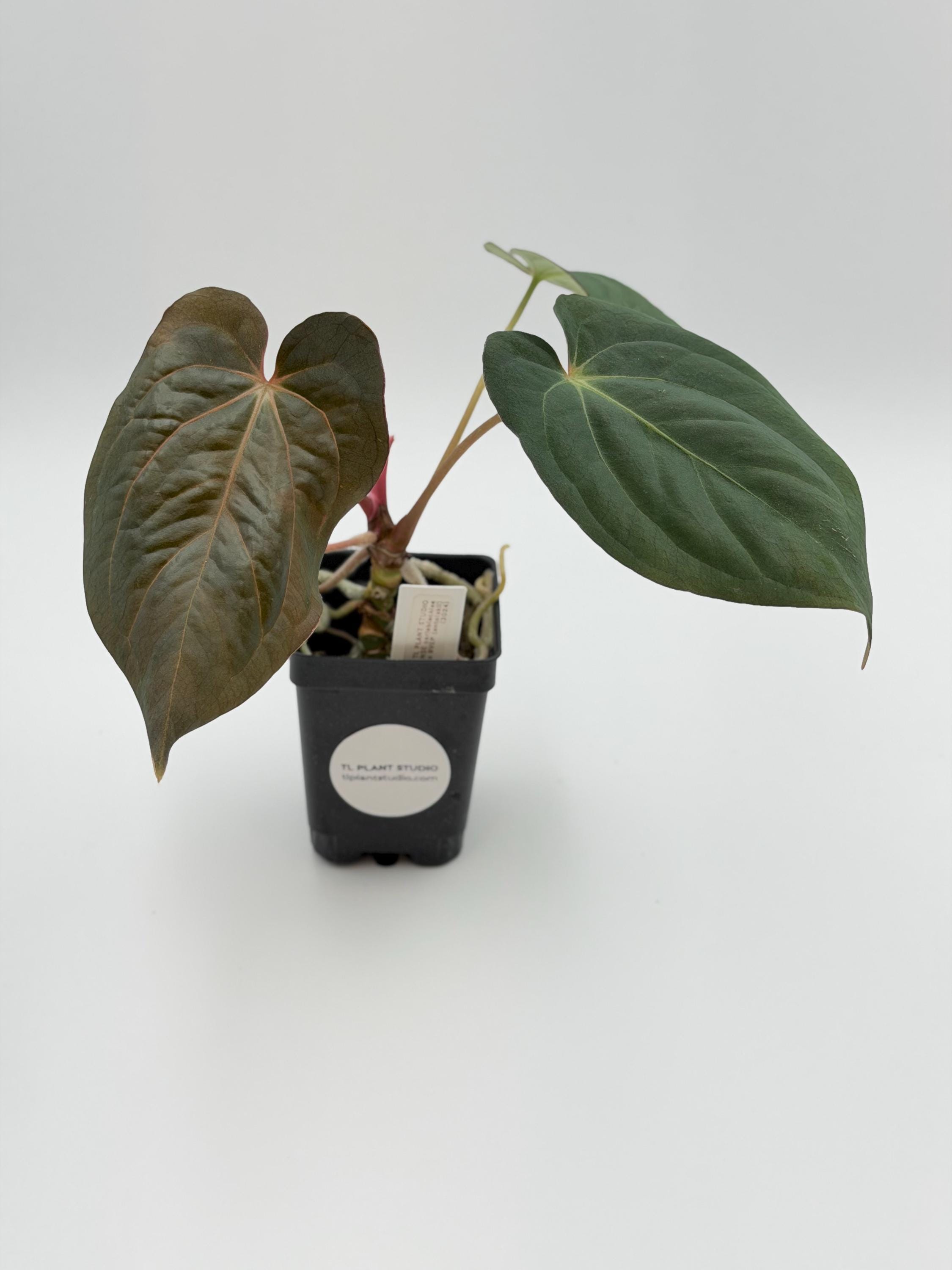 アンスリウムantolakii×carlablackiae anthurium Anthurium Carlablackiae NSE X Antolakii #3024 Exact Plant | Free