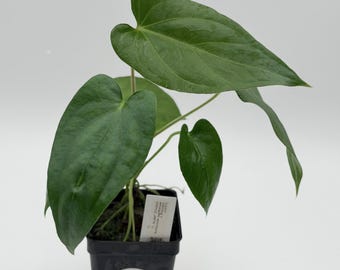 Anthurium sagittatum x dressleri #3357 Exact Plant | Rare Exotic Plants | Details in Description