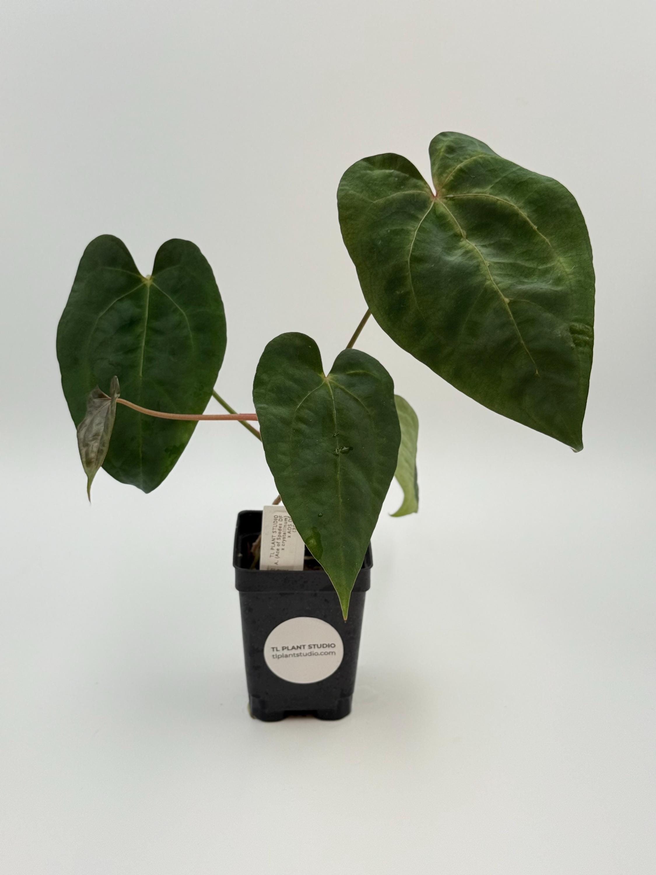 r*s様 anthurium AOS (df) Tezula 'self' Anthurium AOS Tezula x Self 5