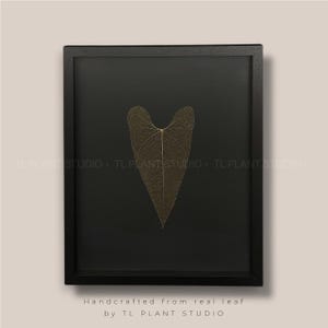 Anthurium lappoanum Leaf Skeleton &#39;T31&#39; 16x20&quot; | Pls read description | Rare Exotic Plant Gallery Wall Art Home Decor Plant Lover Art