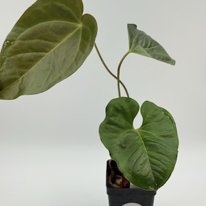 Anthurium pedatum x crystallinum #3218 Exact Plant | Rare Exotic Plants | Details in Description