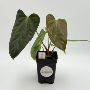 Anthurium Mr Worldwide x BVEP (antolakii) #3199 Exact Plant | Rare Exotic Tropical Plants | Free Shipping | Pls read description