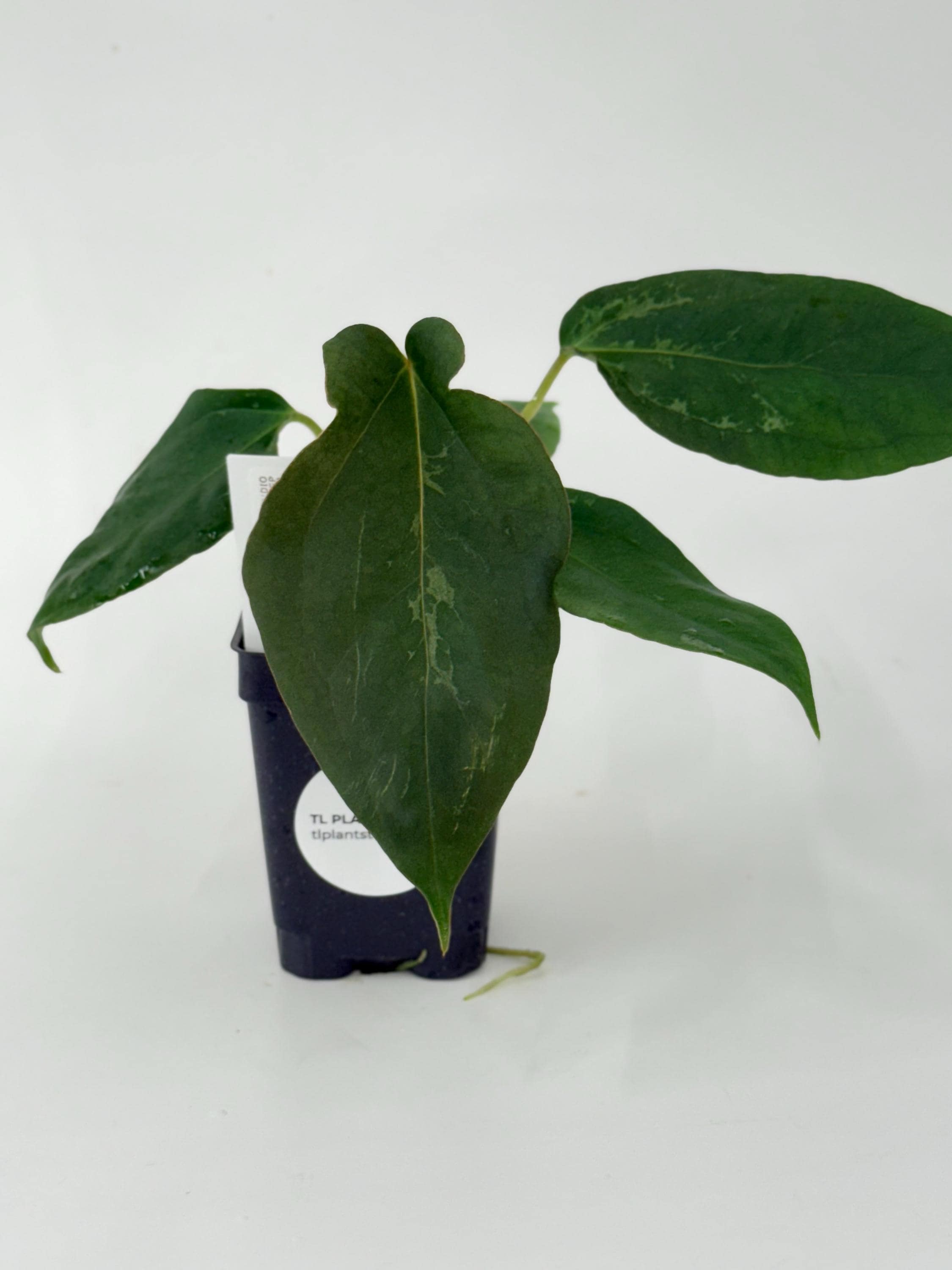 Anthurium Papillilaminum X Bvep - Etsy