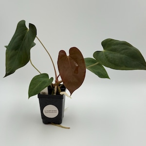 Anthurium papillilaminum x Dark Phoenix #2993 Exact Plant | Free Shipping | Rare Exotic Plants | Pls read description