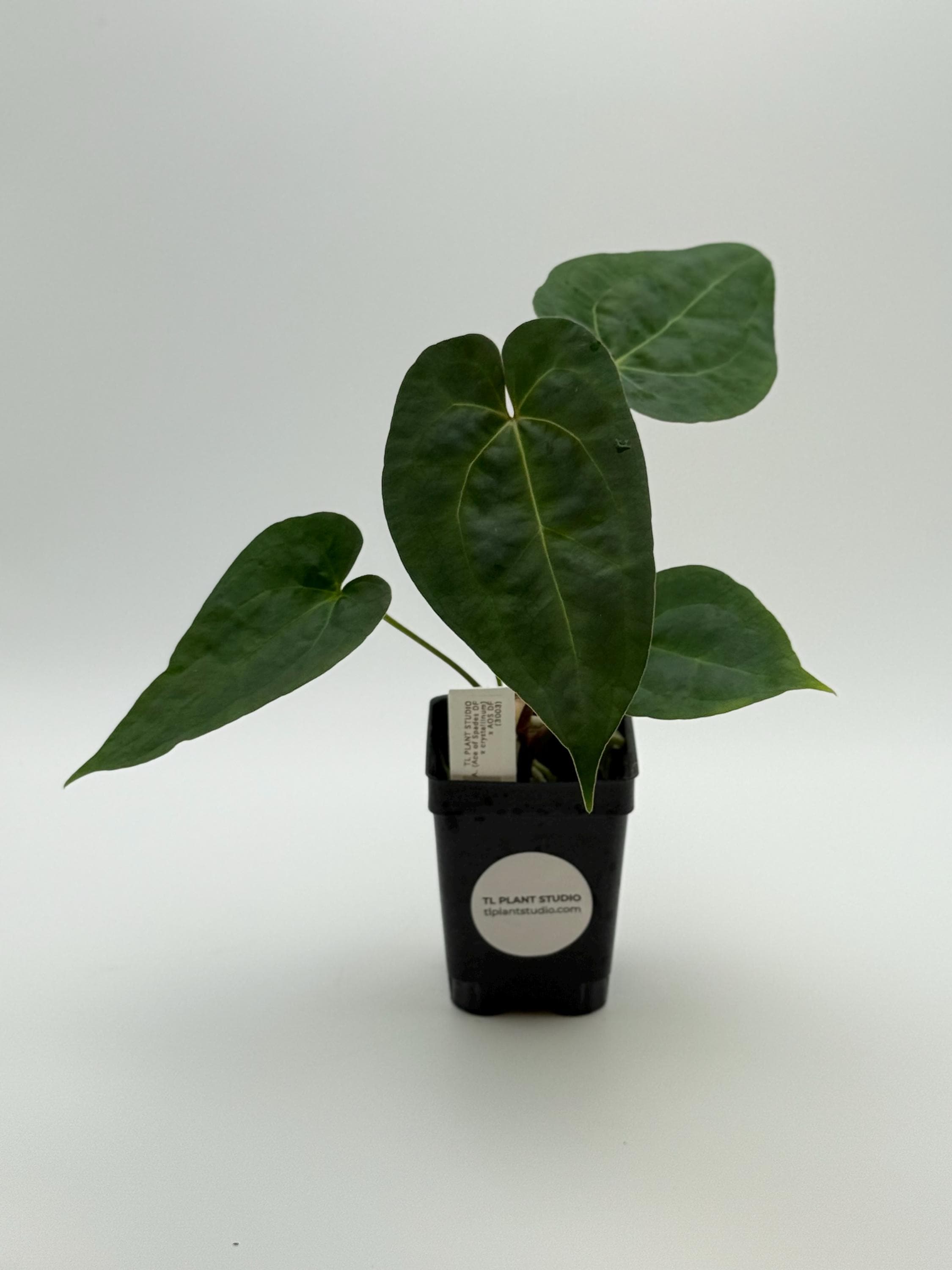 Anthurium AOS x RVDP 斑入り Anthurium AOS x RVDP 実生株