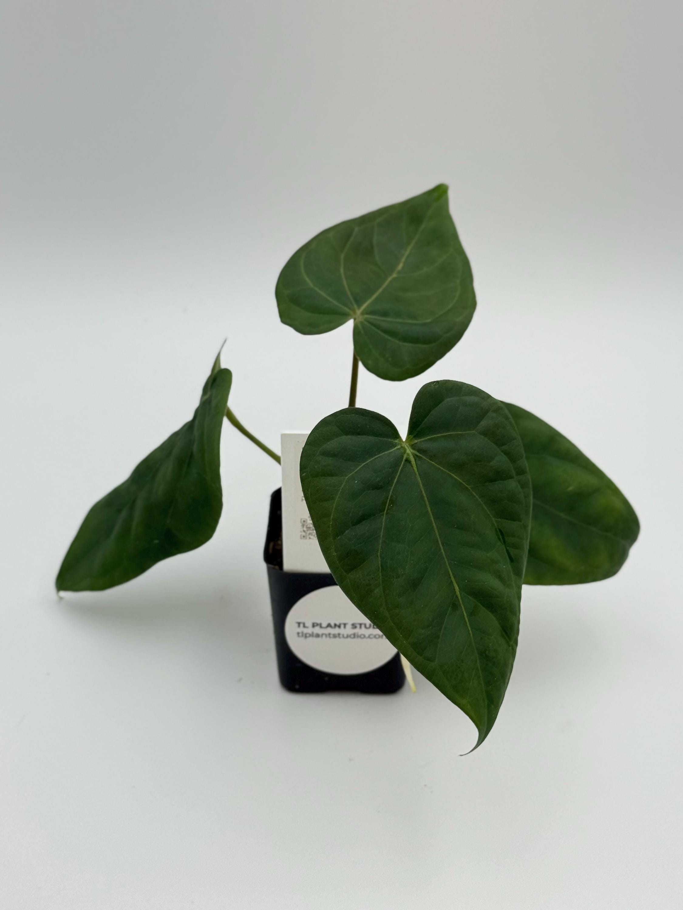 Anthurium Black Widow X Michelle Open Pollinated #3062 Exact Plant