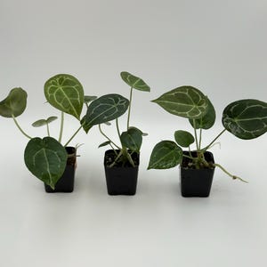 Set of 3* Anthurium forgetii DF x besseae aff Exact Plants #3263 3264 3265 | Free Shipping | Rare Tropical Plants | Pls read description