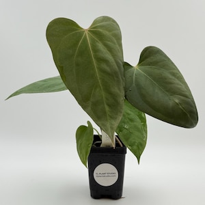 Anthurium Mr Worldwide x BVEP (antolakii) #3198 Exact Plant | Rare Exotic Tropical Plants | Free Shipping | Pls read description