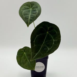 Anthurium forgetii dark form x besseae aff #2827 Exact Plant | Rare Exotic Tropical Plant | Free Shipping | Pls read description