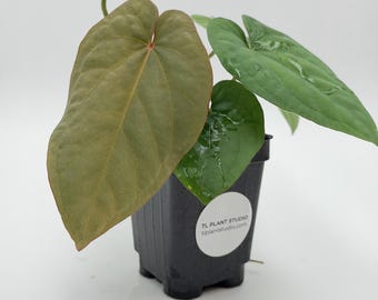 Scott Cohen Anthurium Antolakii (known as BVEP) X NSE Anthurium