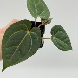 Anthurium NOID from Barry Schwartz #2798 Exact Plant | Rare Exotic Plants | Details in Description