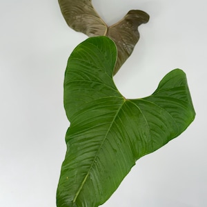 Large Anthurium sp #3070 Exact Plant | Rare Exotic Plants | Free Shipping | Fast Processing Time | Pls read description