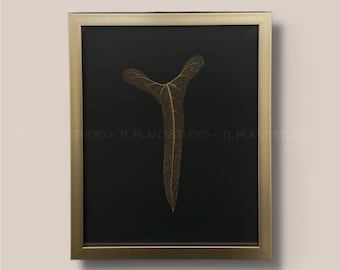 Anthurium flavolineatum Narrow Form Leaf Skeleton 'T34' 12x15" | Pls read description | Rare Plant Wall Art Home Decor Plant Lover Gift