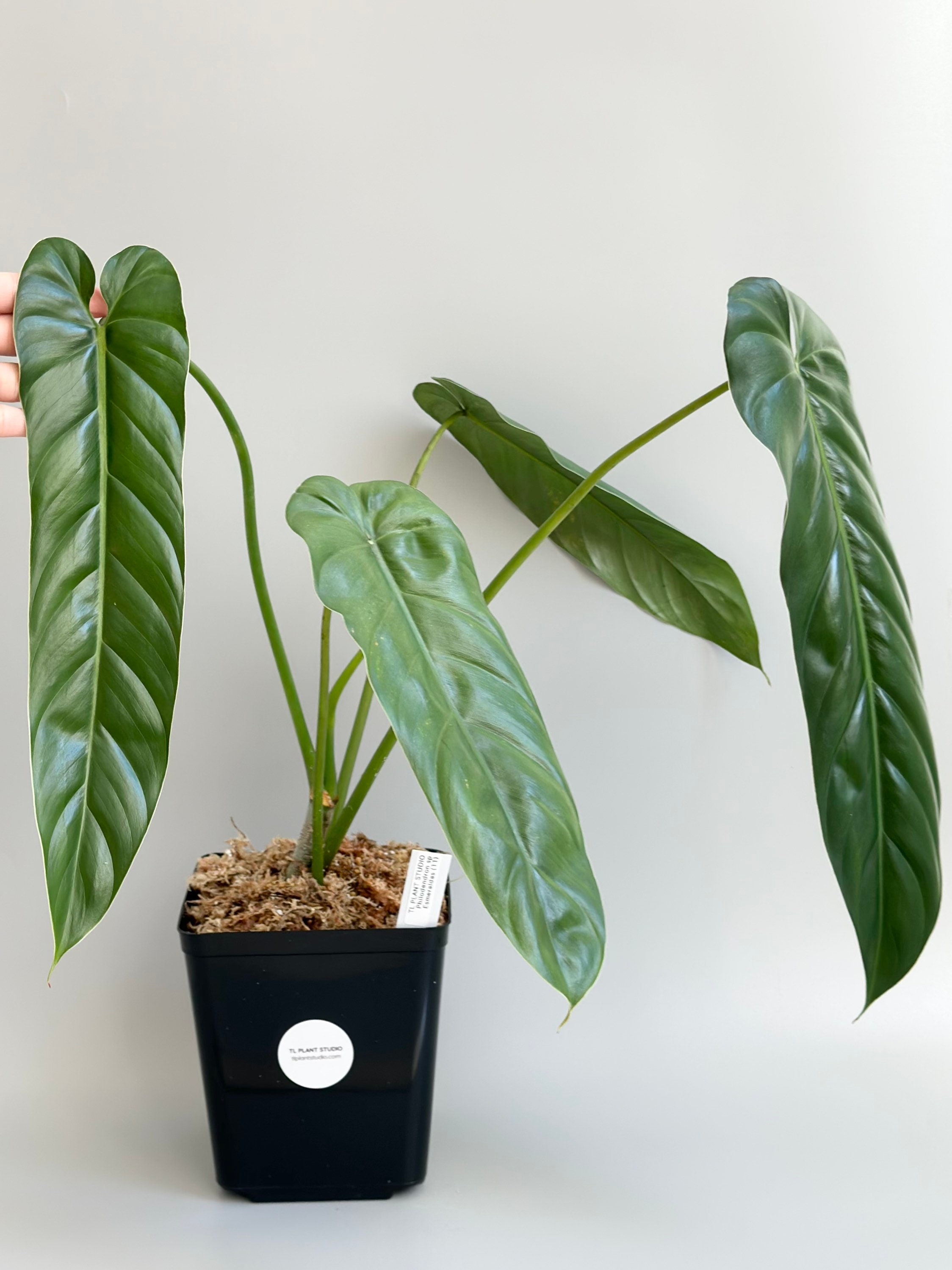 Large Philodendron Sp Esmeraldas #11 - Rare Exotic Aroid Plants and Fast  Shipping- Pls Read Description - Etsy
