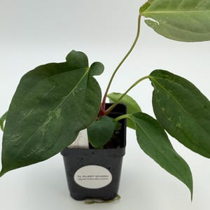 Mutated Blister Variegated Anthurium Mr Worldwide x BVEP (antolakii) #3142 Exact Plant | UPS 2 Days Air Included | Pls read description