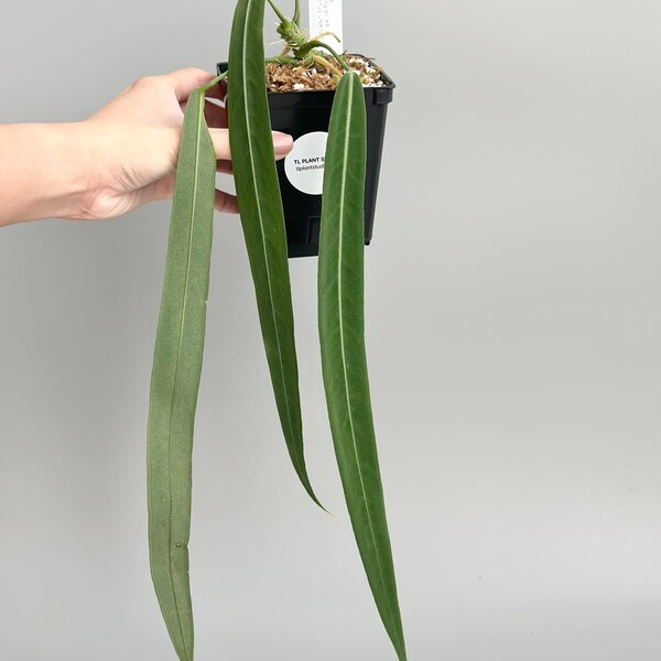 14 inches Anthurium pallidiflorum #377 - Rare Exotic Aroid Plants and Fast Shipping- Pls read description