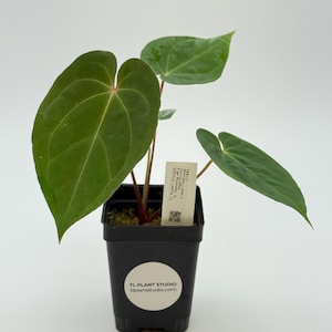 Anthurium (besseae aff x magnificum) x papillilaminum #3189 Exact Plant | Free Shipping | Please read description