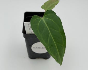 Anthurium besseae aff complex hybrid #3395 Exact Plant | Rare Exotic Plants | Details in Description