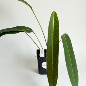 philodendron camouflage vs golden dragon Philodendron Mottled Dragon Variegated – TEG main image 0
