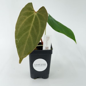 Anthurium magnificum x dressleri #3032 Exact Plant | Rare Exotic Plants | Details in Description
