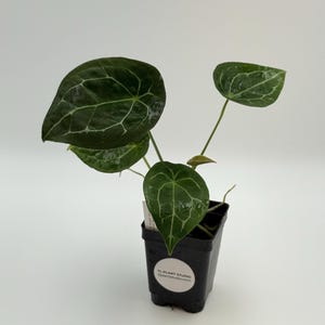 Anthurium forgetii DF x besseae aff #2826 Exact Plant | Free Shipping | Rare Exotic Plants | Pls read description