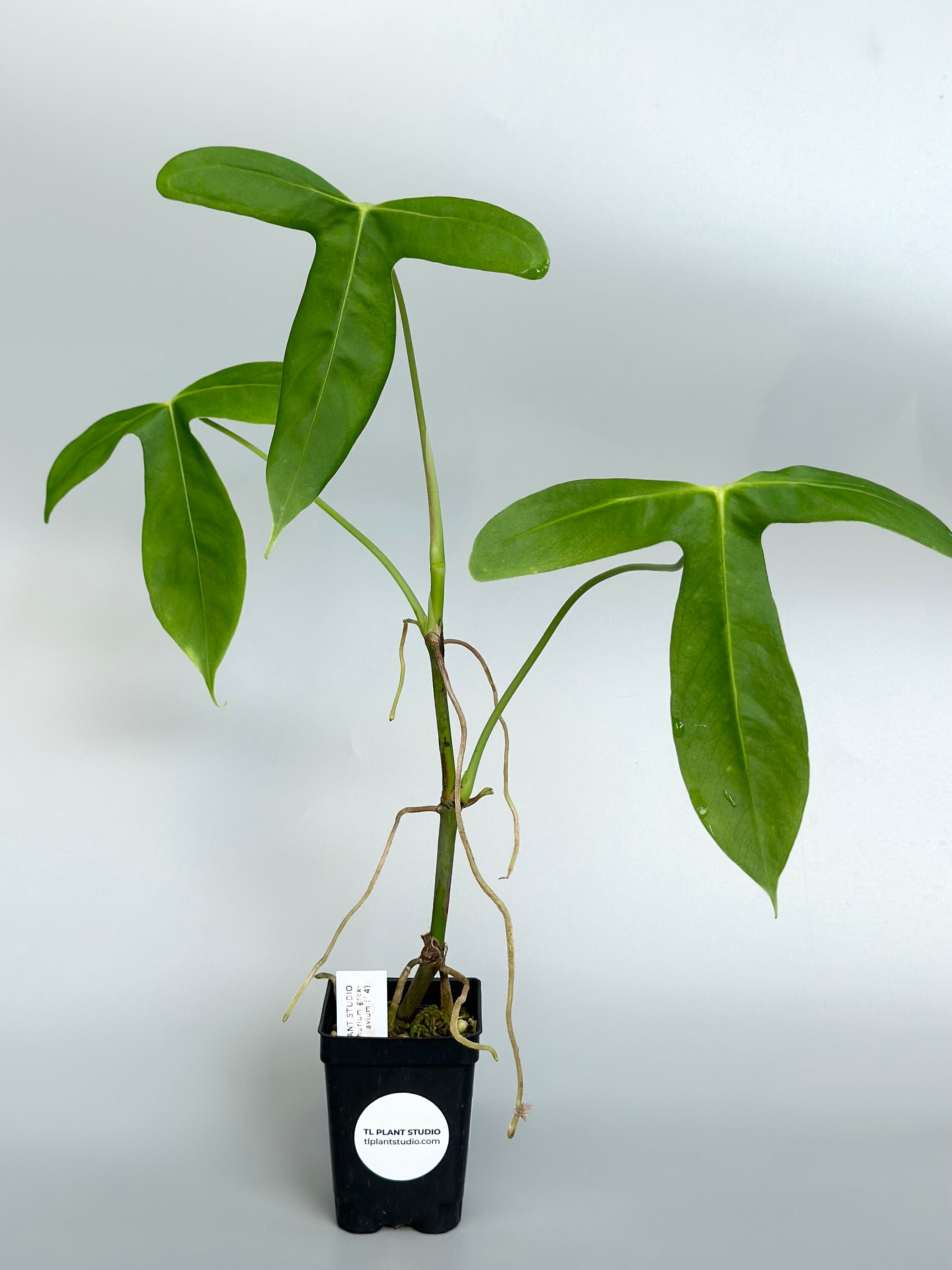 Anthurium Grex-avium #34 | Rare Exotic Plants | Free USPS Priority Mail |  Fast Processing Time | Please Read Description - Etsy