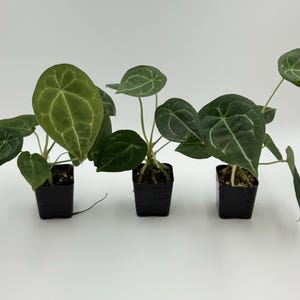 Set of 3* Anthurium forgetii DF x besseae aff Exact Plants #3260 3261 3262 | Free Shipping | Rare Exotic Plants | Pls read description
