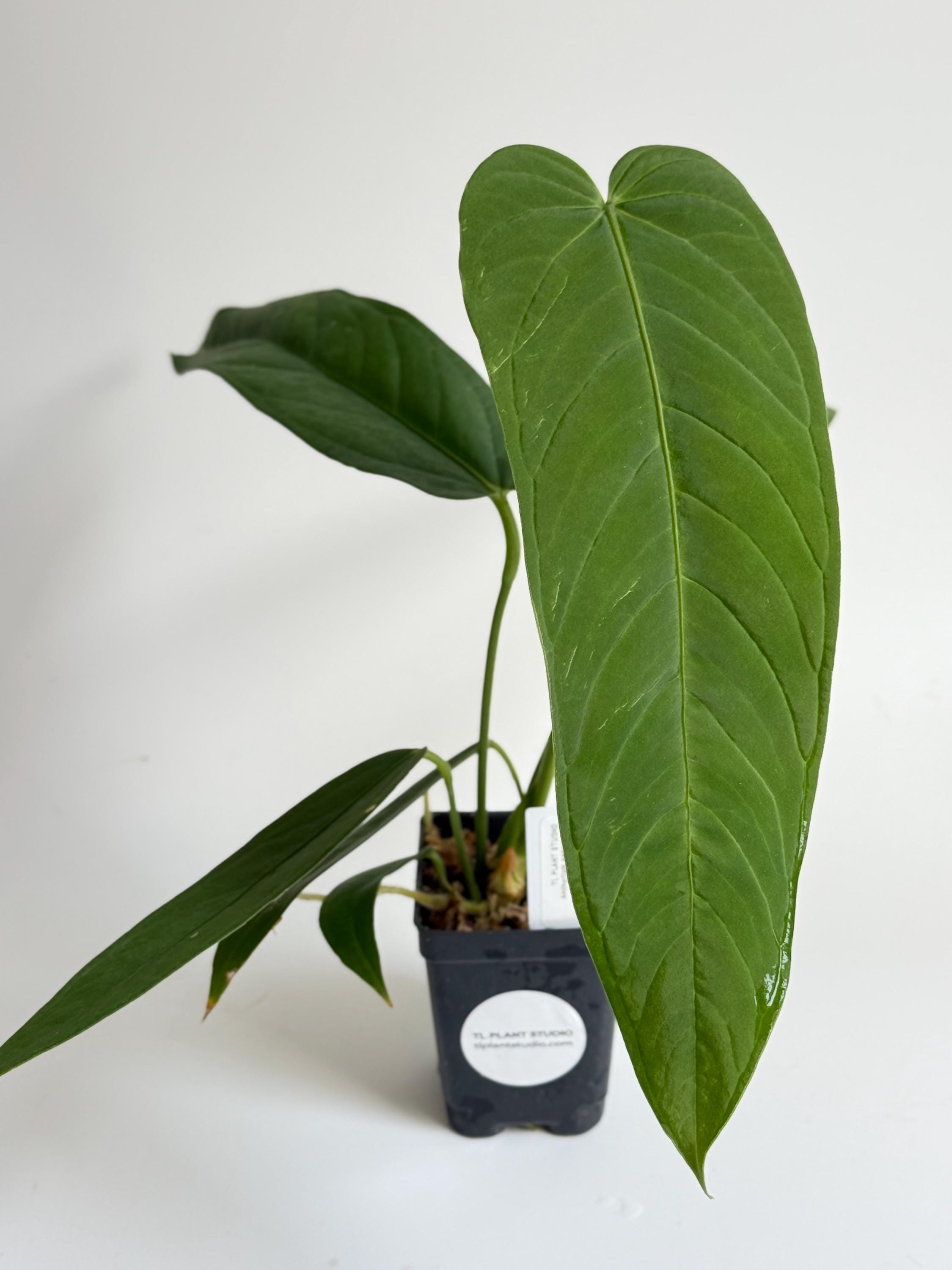 Anthurium Panamense #2969 Exact Plant | Rare Exotic Plants | Free