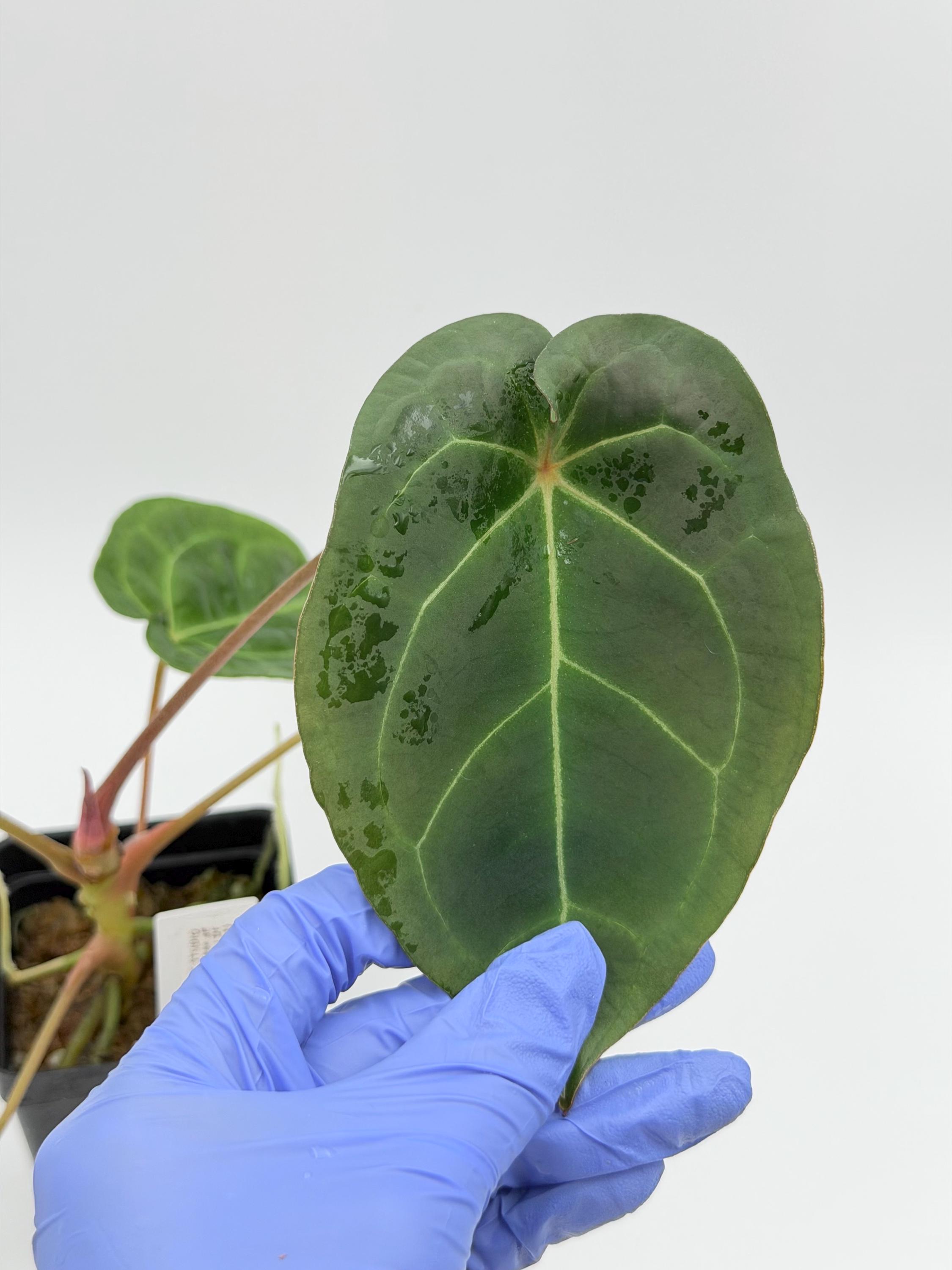 Anthurium besseae aff x forgetii DF #3211