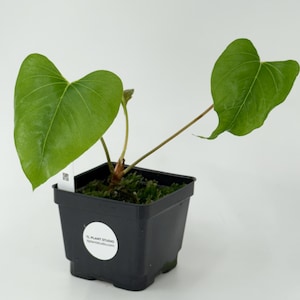 Anthurium brownii type #3169 Exact Plant | Rare Exotic Tropical Plants | Free Shipping | Pls read description