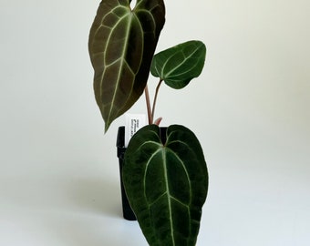 Anthurium besseae aff Dark #2063 | Rare Exotic Plants | Free UPS 3 Day Select | Fast Processing Time | Pls read description