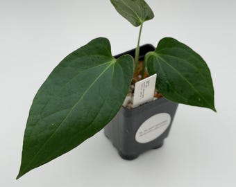 Anthurium hybrid lost tag/ has a leathery texture #3400 Exact Plant | Rare Exotic Plants | Details in Description