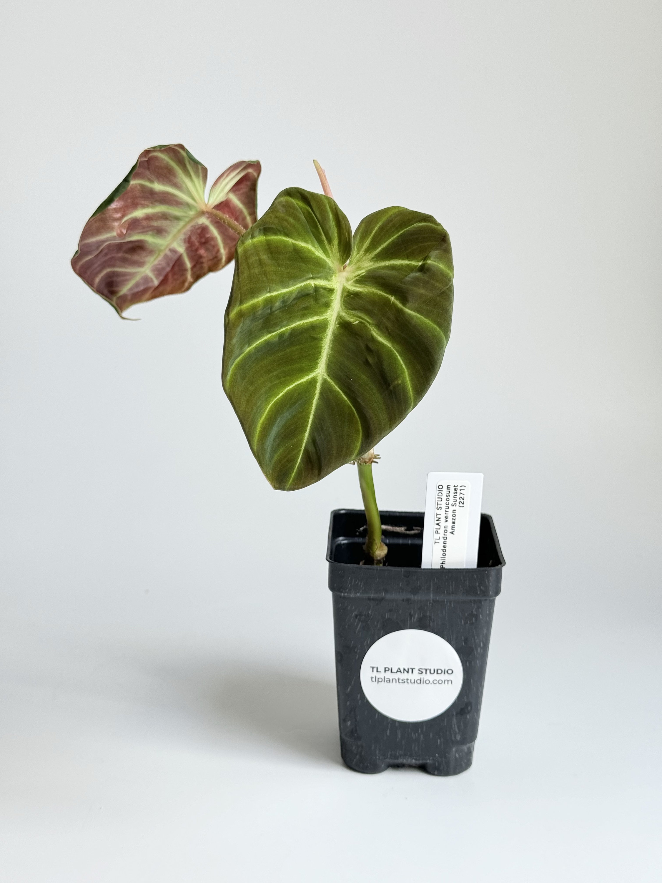 Philodendron Verrucosum 'amazon Sunset' #2271 Exact Plant | Rare Exotic  Plants | Free UPS 3day Select | Pls Read Description - Etsy India