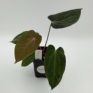 NSE carlablackiae x BVEP (antolakii) #3190 Exact Plant | Rare Exotic Plants | Details in Description