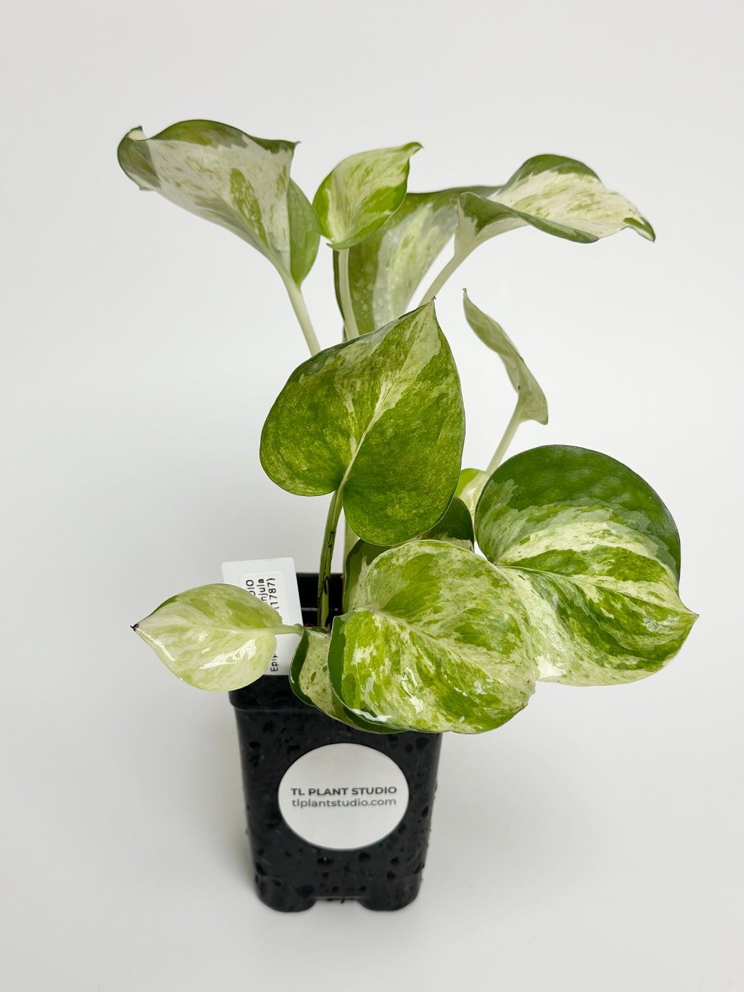 Epipremnum Manjula 1787 Rare Exotic Plants Fast Processing Time Please ...