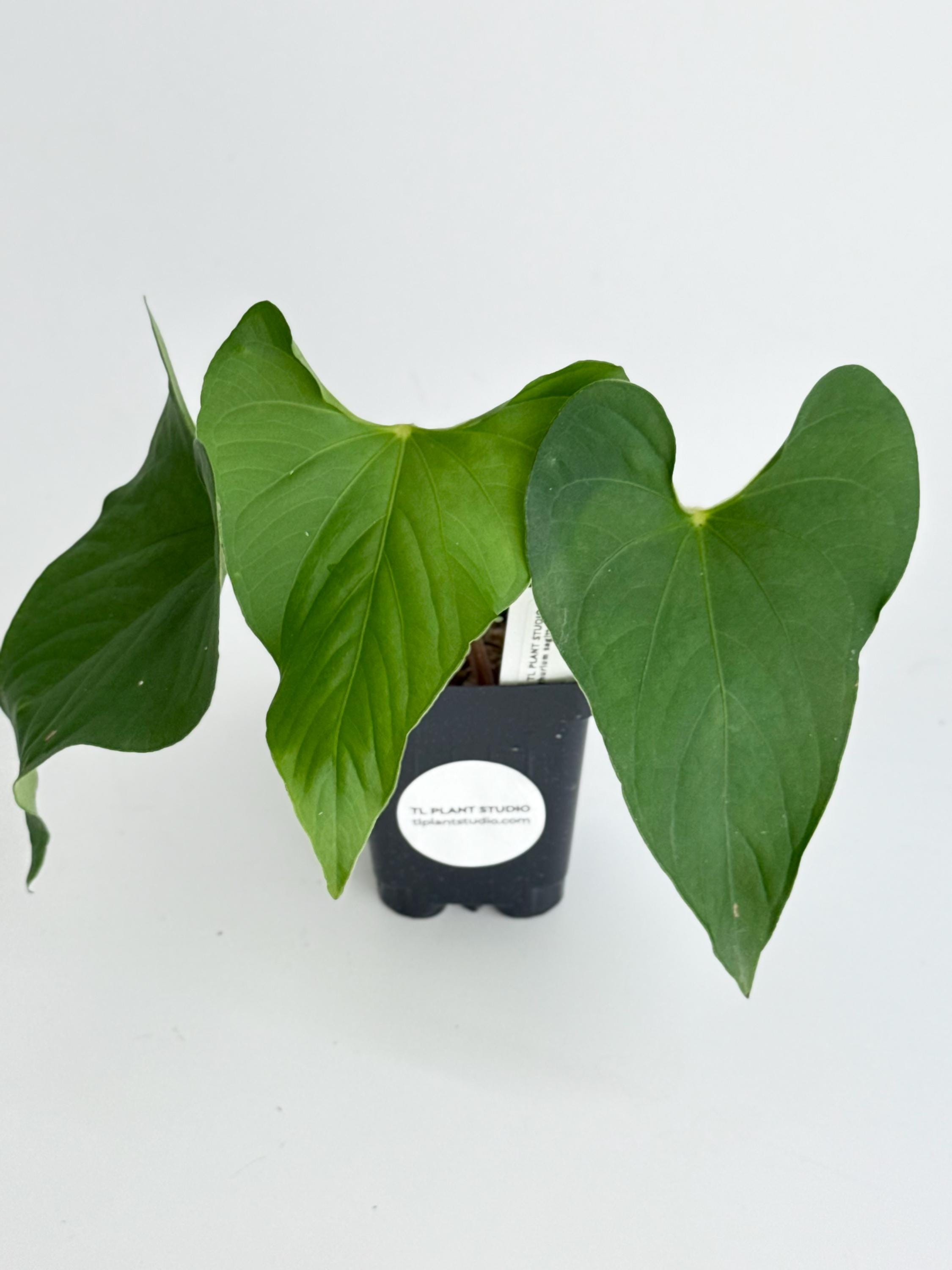 Anthurium Sagittatum #2927 Exact Plant | Rare Exotic Tropical