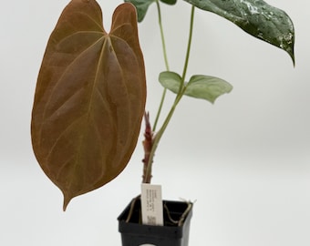 NSE Carlablackiae X BVEP (antolakii) #3022 Exact Plant | Free