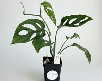 Monstera cf obliqua 'NOID' #1824 | Rare Exotic Plants | Free UPS 3Day Select | Fast Processing Time | Please read descriptio